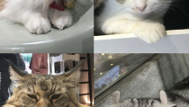 娱乐吃瓜酱猫咖,猫咪与娱乐的完美融合