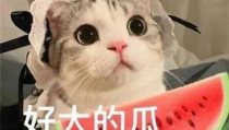 吃瓜娱乐的喵哥是谁啊图片,吃瓜娱乐界的神秘喵星人